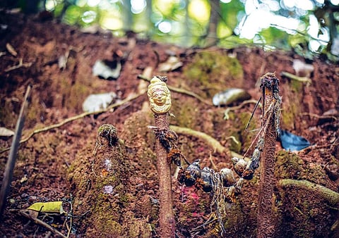 Chowdamma or
mother goddess is
the presiding deity
of Mattigar sacred
grove in Siddapur
block of Uttara
Kannada district