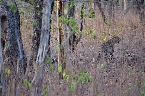 The National Board of Wildlife also allowed diversion of 622 ha of tiger corridor in Maharashtra's Tadoba Andheri Tiger Reserve for the construction of an irrigation canal. Credit: Wikimedia Commons