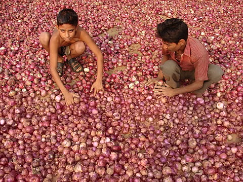 The biggest challenge that haunts horticulture farmers is the sale and post-harvest loss. Credit: Kumar Sambhav Shrivastava / CSE