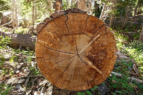 Tree rings hold a wealth of information about not only a tree’s past but also that of the ecosystem in which it lives. Credit: Don DeBold / Flickr