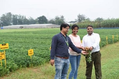 The oleic-rich groundnut varieties are expected to improve the income of smallholder groundnut farmers
Credit: Adithyan PC