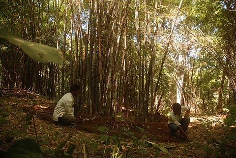 It is not mandatory for the Gram Sabha to follow the modalities prescribed by the forest department in its CFR areas. Credit: Kumar Sambhav Shrivastava / CSE