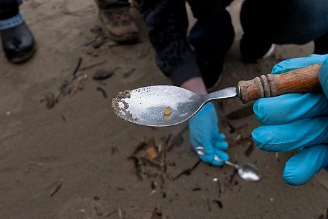 Exposure to plastic-associated toxins pose a major threat to the health of these animals since it can alter their hormones. Credit: silverlinedwinnebago / Flickr