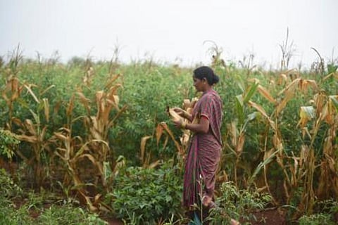 Family farms maintain bio-diversity and hold the key to ending rural poverty cycles
Credit: Adithyan PC/CSE