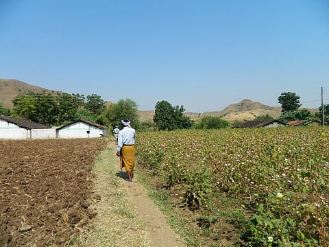 In Kharif 2017-18, cotton was grown over a total area of 12.25 million hectares. Of this, 89 per cent of the area was covered with Bt cotton. Credit: Moyna