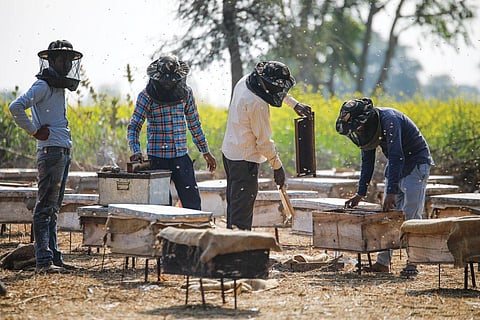 भरतपुर के नगला कल्याण गांव में कालोनी की देखभाल करते मधुमक्खी पालक