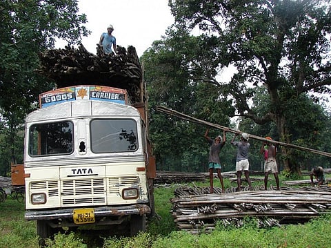 Is a state’s justification in interfering with an individual’s decision to plant and sell trees valid anymore? Credit: Kumar Sambhav Shrivastava