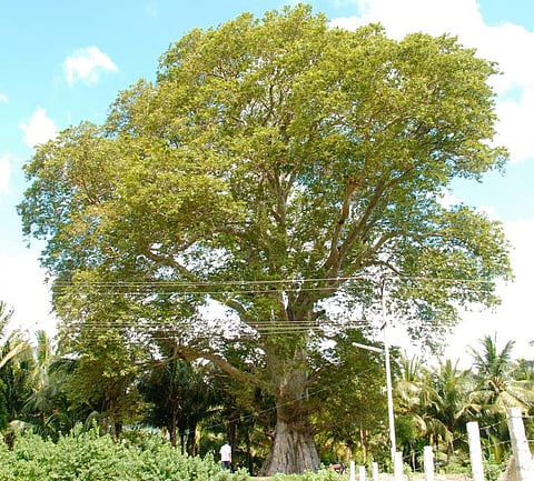 A 500-years-old tree called Terminalia Arjuna-Neer Maruthu (Tamil), Thella Maddi (Telugu), Nirmathi (Kannada) and Arjun (Hindi) in Kanyakumari, Tamil Nadu. Credit: Author
