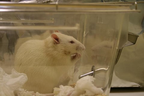 Diarrhoea is caused when toxins generated by certain strains of E. coli that colonise the gut, bind to the receptor and activate it. This results in changes in the intestinal cell, which leadsto fluid secretion and diarrhoea. Credit: Jean-Etienne Minh-Duy Poirrier/Flickr