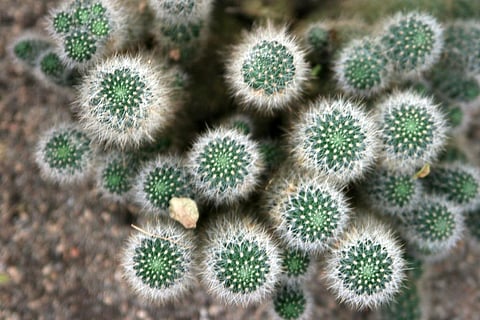 454 bacterial isolates obtained were mapped into 57 unique bacterial genera and 4 different bacterial phyla. 37 genera are not yet reported from Indian hot springs, were isolated for the first time in the study. Credit:Quinn Dombrowski/Flickr