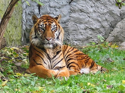 A Sumatran Tiger, the smallest tiger species found on the Indonesian island of Sumatra Credit: Wikimedia