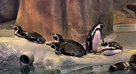 Humboldt Penguins in Veermata Jijabai Udyaan, Mumbai