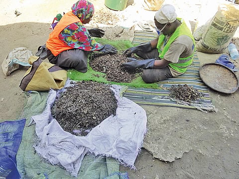 The ªWaste Segregation for Clean Zanzibarº pilot project aims to achieve 100 per cent source segregation of waste like these workers are doing (Photographs: Sonia Henam)