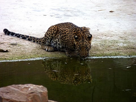 A leopard in the Jhalana Reserve Forest near Jaipur  Credit: Flickr