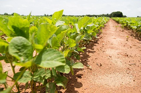 The GM crops are not considered safe to grow because of gene manipulation. Credit: United Soybean Board / Flickr