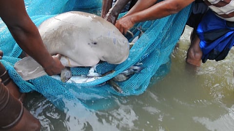 The forest department creates awareness about the mammal among fishermen and motivates them to let go of the mammals by giving awards and compensation for the loss of fishing nets. Credit: Author