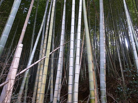 A pan India bamboo permit can increase the income of farmers, and also provide raw material at a cheaper cost to industry.Credit: jmettraux/Flickr