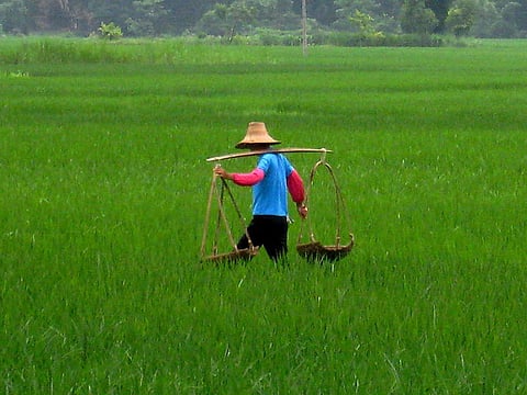 China has undertaken a big project to ensure farming on small land pieces is sustainable. Credit: Kyle Taylor/Flickr