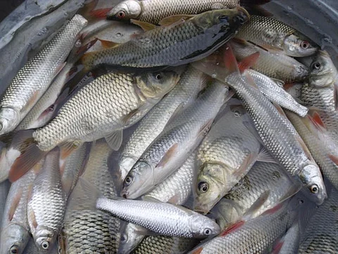 Farmed fish like these carp now make an important contribution to global food security. Ben Belton, CC BY-ND
