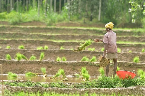 Forests and plantations cover 50 per cent of total geographical area of Wayanad district and they act as a major carbon sink. Credit: Nidhin K Davis