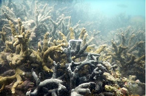 मन्नार की खाड़ी में समुद्र के भीतर प्रवाल भित्तियां