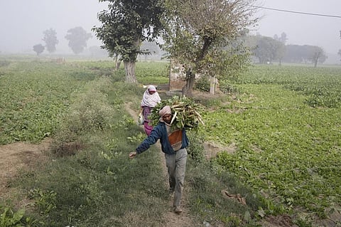Delhi government is now encouraging farmers to take up vegetable production and floriculture. Credit: Vikas Choudhary / DTE