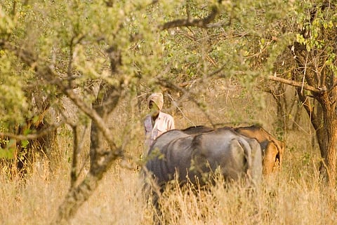 The new policy could open the door for private firms to grow and harvest commercial plantations. Credit: Agnimirh Basu