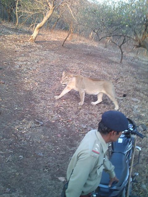 A lioness crosses paths with a forest official in Gir, Gujarat Credit: Wikimedia Commons