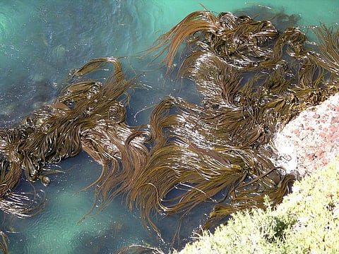 The researchers have made carbon-based cleaning process fully green by using seaweed as starting material. Credit: Wikimedia Commons