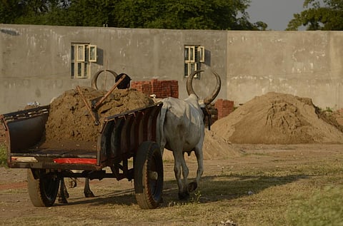 Sand mined from river and carried in bullock cart in Thanjavur, Tamil Nadu Credit: Wikimedia Commons