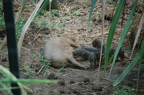 The successful breeding of the pygmy hog in captivity has been key success. Credit: Pygmy Hog Conservation Programme