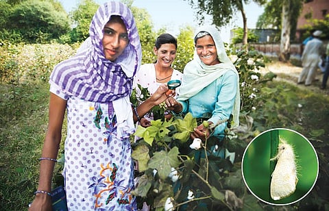 Women farmers are key to the preservation of knowledge, agricultural biodiversity and technologies, innovations and practices.(Photo: Vikas Choudhary/CSE