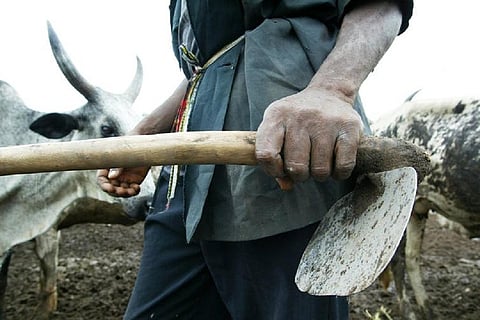 Small-scale farmers produce about 90% of Nigeria’s food. ILRI/Stevie Mann/Flickr
