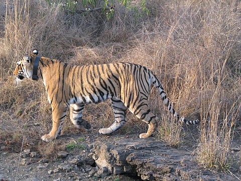 A collared tigress in Ranthambore Tiger Reserve in Rajasthan, one of India's biggest Protected Areas         Credit: Flickr