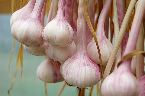 Currently we have little information on how some of these sulphur compounds are metabolized in humans, and whether they promote gaseous signalling molecule production. Credit:ilovebutter/Flickr