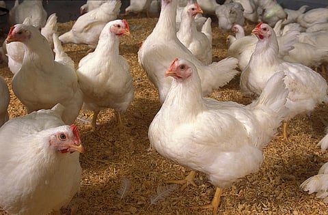 Of the 23 antibiotics tested, the bacteria collected from the hatcheries showed resistance to 19 of them. Credit: U.S. Department of Agriculture/Flickr