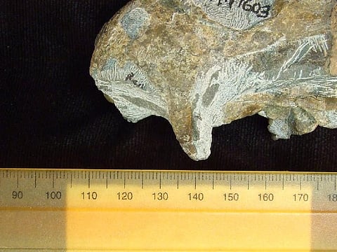 A fossil tooth contains isotopes that offer clues of aridification. Credit: Author