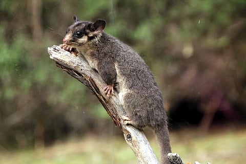 A Leadbeater's Possum, one of the marsupial species whose numbers have declined at an alarming rate in the forest near Melbourne Credit: Flickr