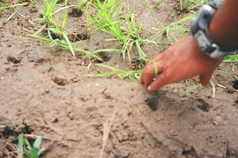 खरीफ सीजन: साल 2021 के मुकाबले इस साल छह लाख हेक्टेयर में कम हुई बुआई