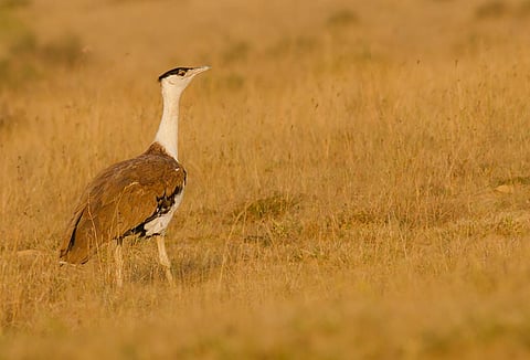 A Great Indian Bustard walking in Naliya grasslands, Kutch, India                      
Credit: Wikimedia Commons