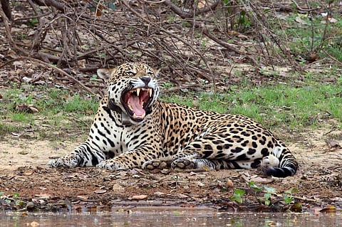 A Jaguar from the Amazon Credit: Wikimedia Commons