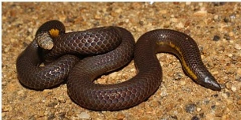 The newly discovered species of snake (scientific name: Uropeltis bhupathyi) also known as Bhupathy’s shieldtail snake.