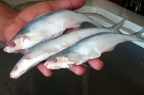 The delicate fish has such tiny scales that they are barely visible. Credit: Adeel Saeed