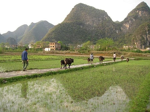 Mercury enters rice through local industrial activities and through burning coal. David Woo, CC BY-ND