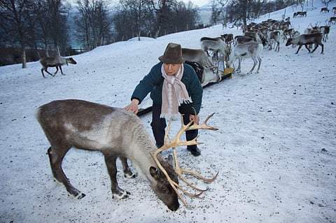 Changlin Xu (Yak herder from the Tibetan Autonomous Region) meets his first reindeer. Credit: ICIMOD