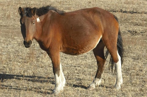 A Mongol Horse Credit: Wikimedia Commons