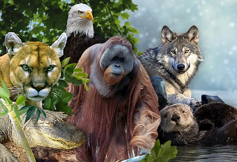 Some of the predators mentioned in the study include mountain lions, alligators, orangutans, gray wolves and sea otters        Credit: Ritika Bohra/CSE