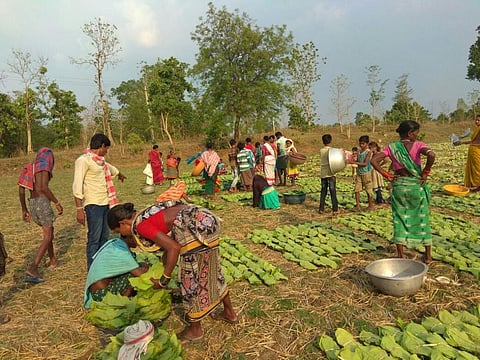 Although the forest dwelling communities have ownership on kendu leaf as Minor Forest Produce, the leaf is a nationalised product in the state, giving Forest Department a monopoly over its trade. Credit: Author