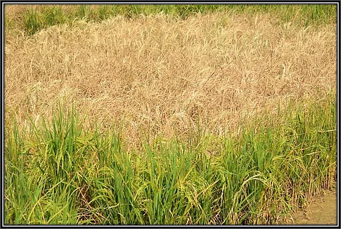 कीट संक्रमण से जली हुई धान फसल