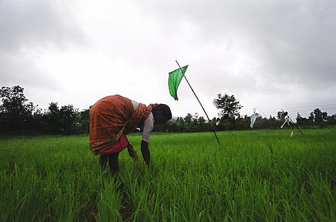 भारत-पाकिस्तान जीआई टैग विवाद : बासमती की डीएनए टेस्टिंग भारत के दावे को कर सकती है मजबूत